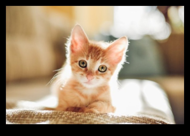 Cuddly Companions: Building Strong Bonds with Multiple Cats