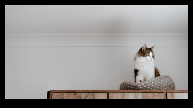 Cuddly Companions: Tips for Creating a Cozy Space for Your Cat