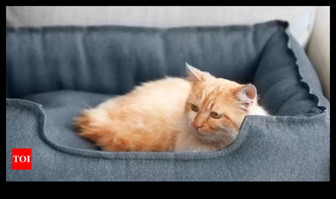 Cuddly Companions: Tips for Creating a Cozy Space for Your Cat