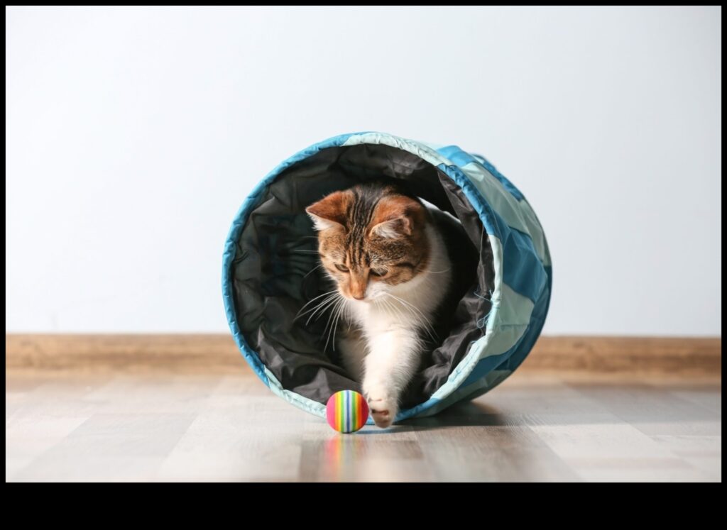 Curious Cat Encouraging Exploration and Enrichment 1