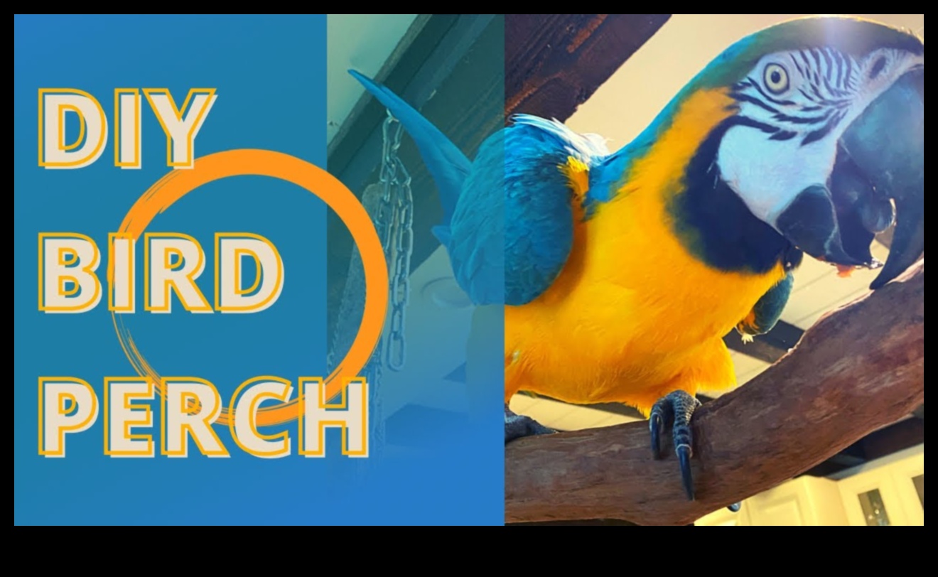 DIY Bird Perches: Crafting Comfortable Resting Spots for Your Avian Friends