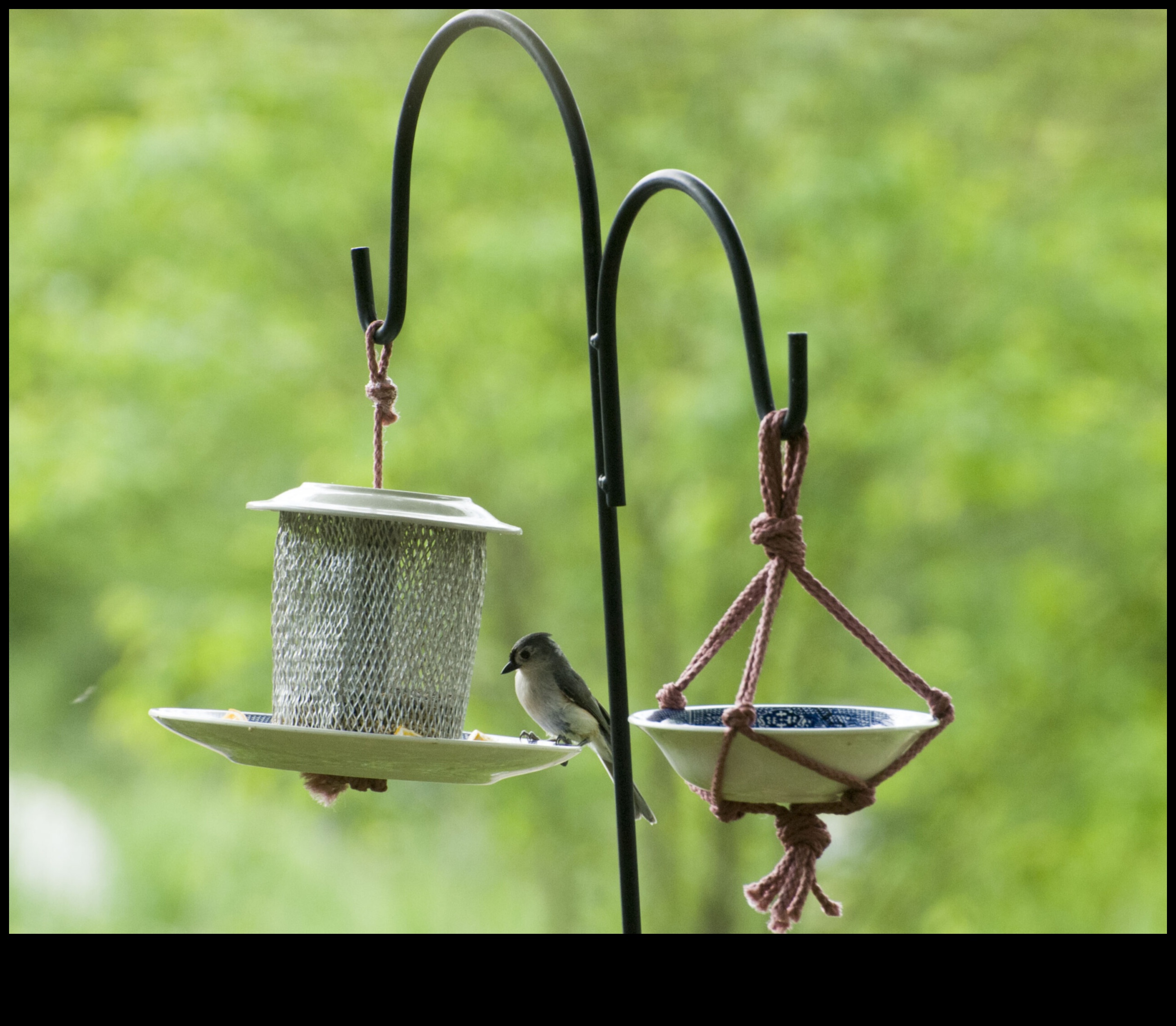 DIY Birding: Creating Homemade Feeders and Attracting Local Birds