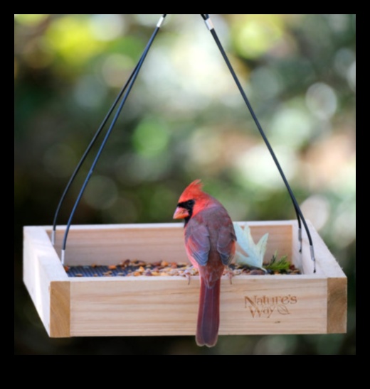 DIY Birding: Creating Homemade Feeders and Attracting Local Birds