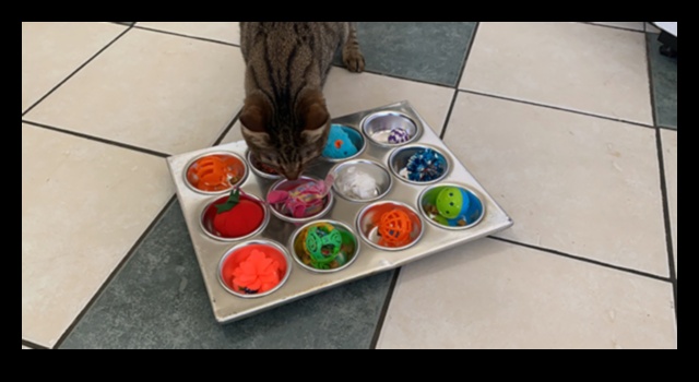DIY Cat Enrichment: Stimulating Activities for a Happy Cat