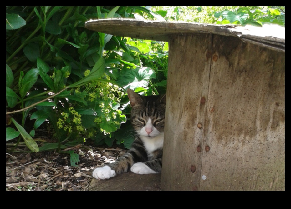 DIY Cat Gardens: Creating Safe and Enriching Outdoor Spaces