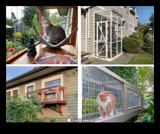 DIY Cat Gardens: Creating Safe and Enriching Outdoor Spaces