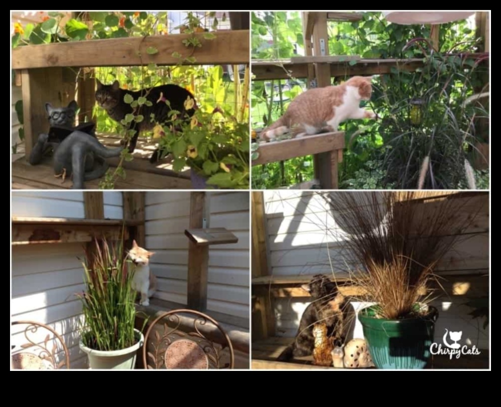 DIY Cat Gardens: Creating Safe and Enriching Outdoor Spaces