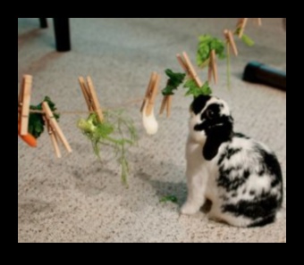 DIY Rabbit Enrichment: Stimulating Activities for a Happy Bunny