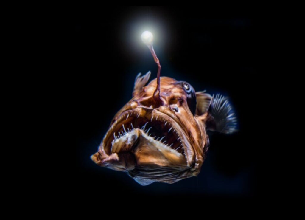 Deep-Sea Dwellers Continued The Astonishing Creatures of the Abyss 1