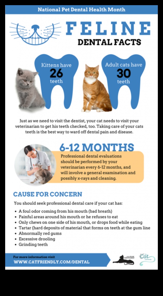 Dental Health for Cats: Tips for a Happy and Healthy Smile