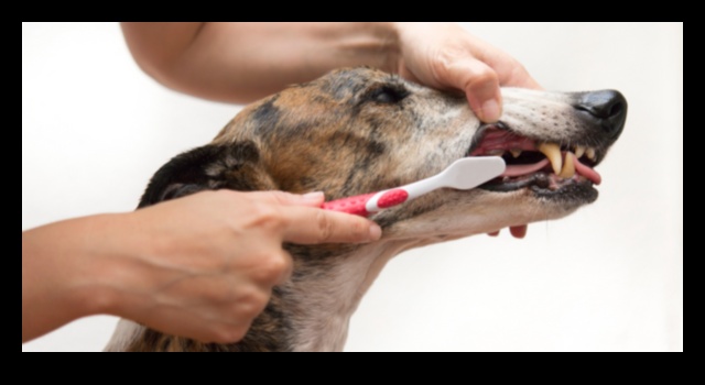 Dental Health for Dogs: Tips for a Happy Smile
