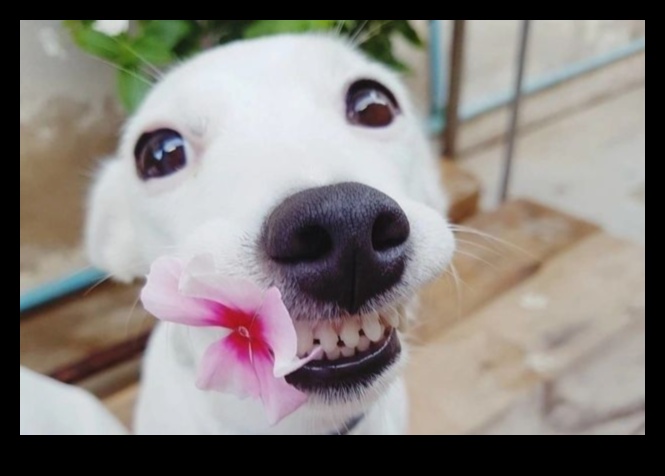 Dental Health for Dogs: Tips for a Happy Smile