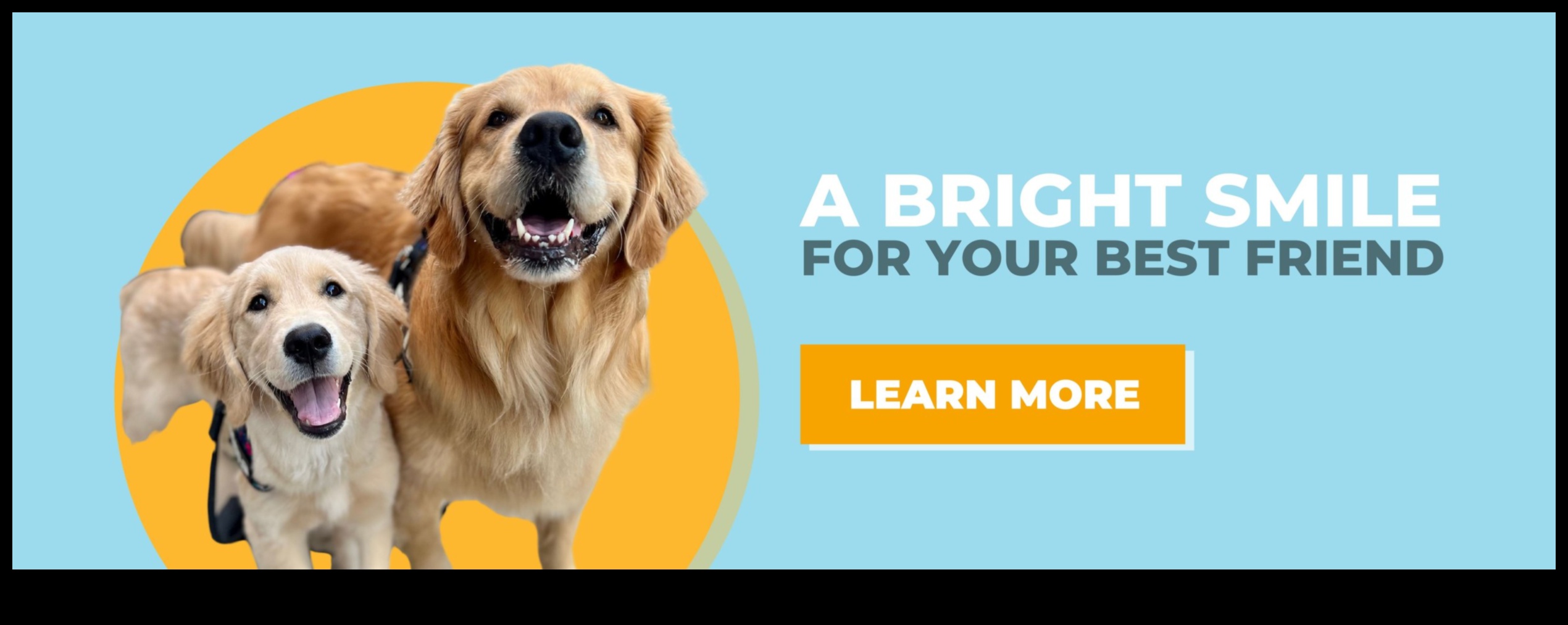 Dental Health for Dogs: Tips for a Happy Smile