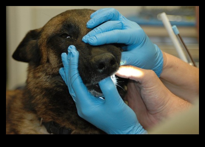 Dental Health for Dogs: Tips for a Happy Smile