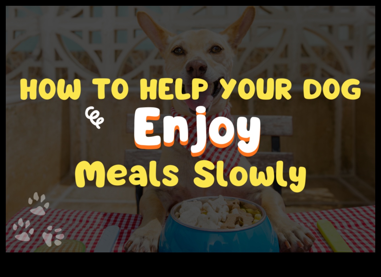 Dinnertime Delights: Enhancing Your Pet's Mealtime Experience