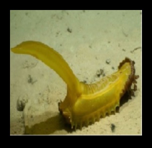 Dive into Discovery: Unraveling the Wonders of Marine Biodiversity