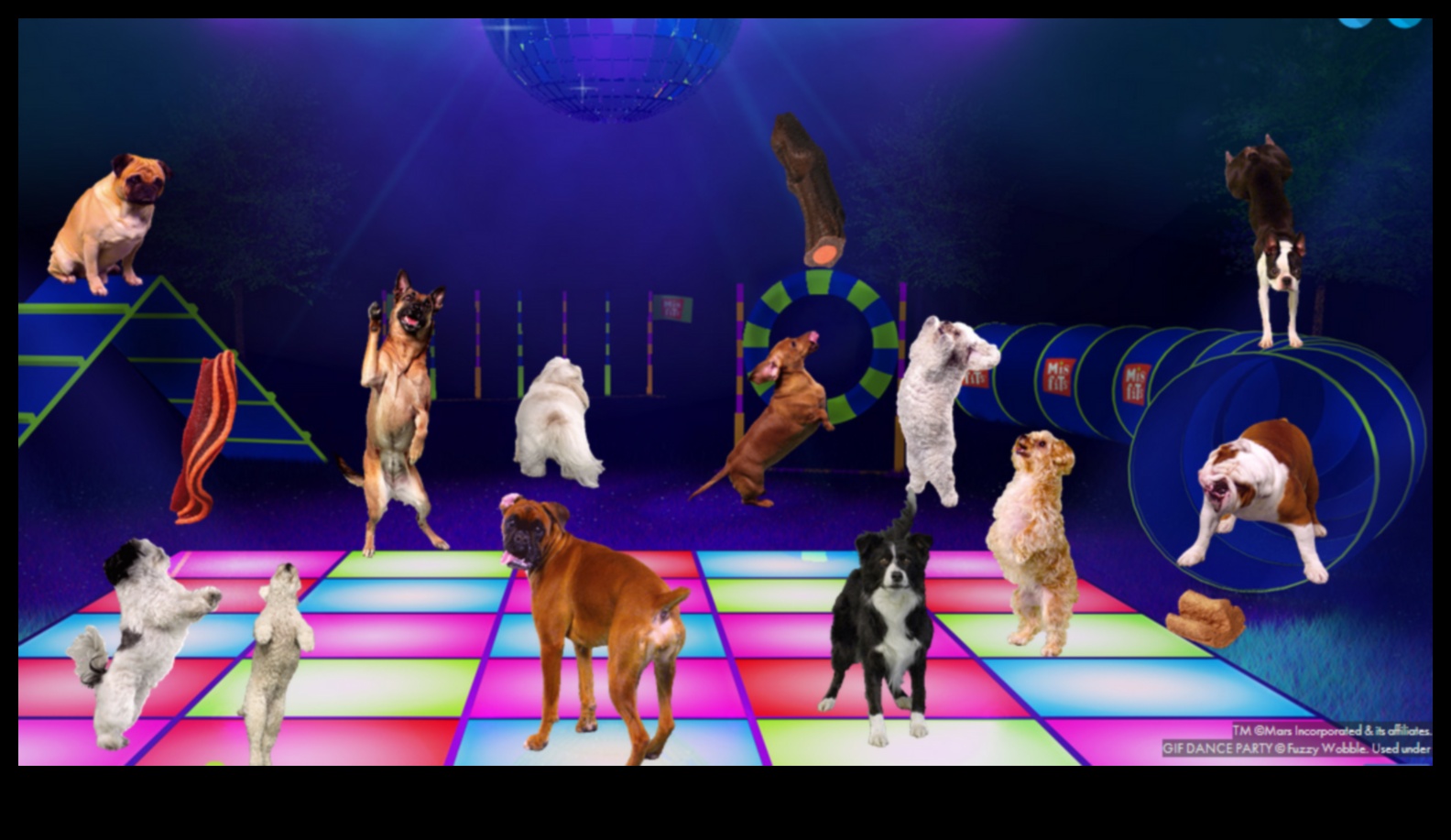Doggy Dance Party: Grooving to Music with Your Pup