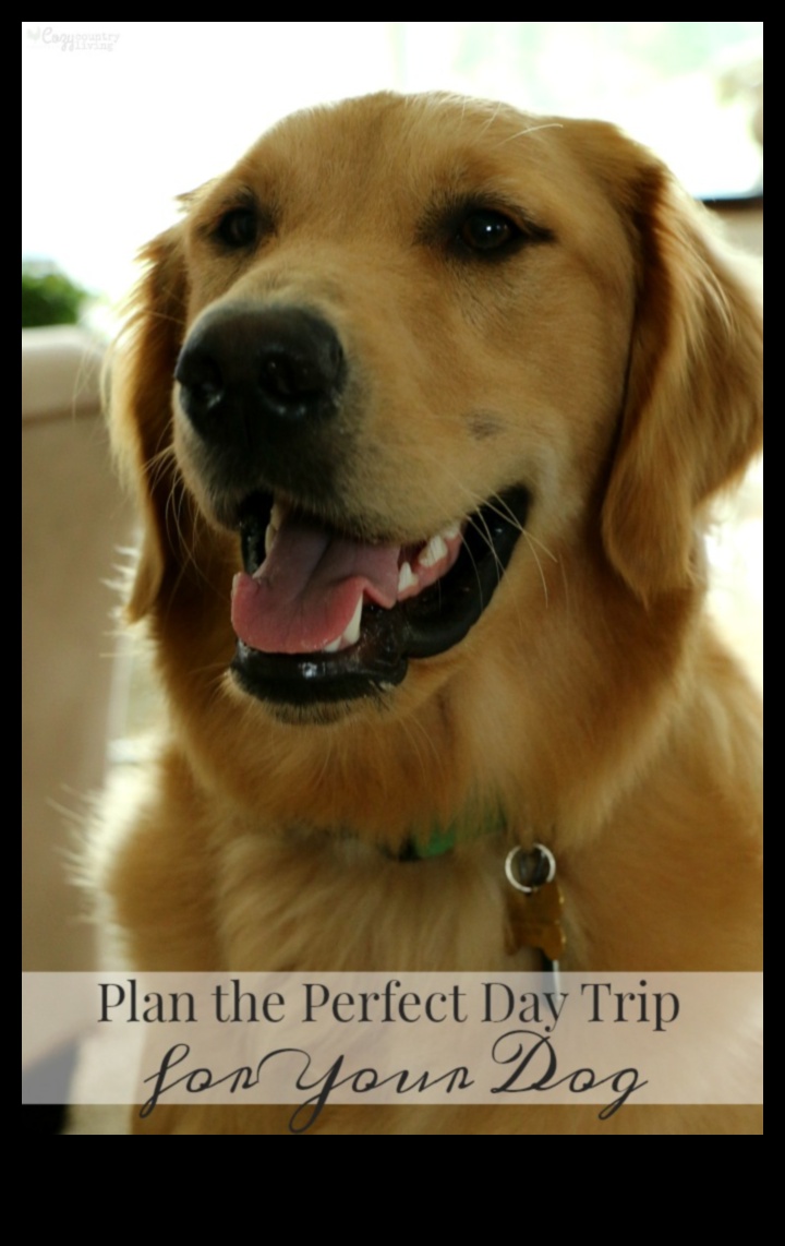 Doggy Day Out: Planning the Ultimate Day Trip with Your Pup