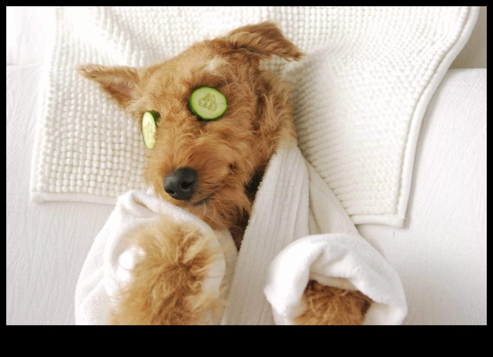 Doggy Day Spa: Pampering Your Pup with DIY Grooming