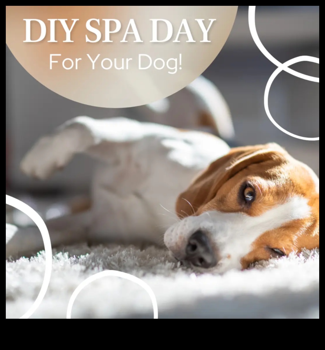 Doggy Day Spa: Pampering Your Pup with DIY Grooming