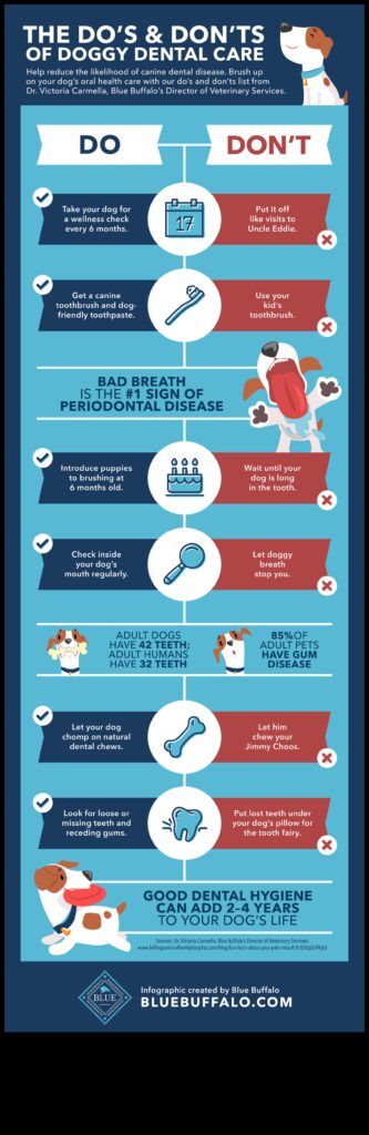 Doggy Dental Care Maintaining Your Dog's Oral Health 1