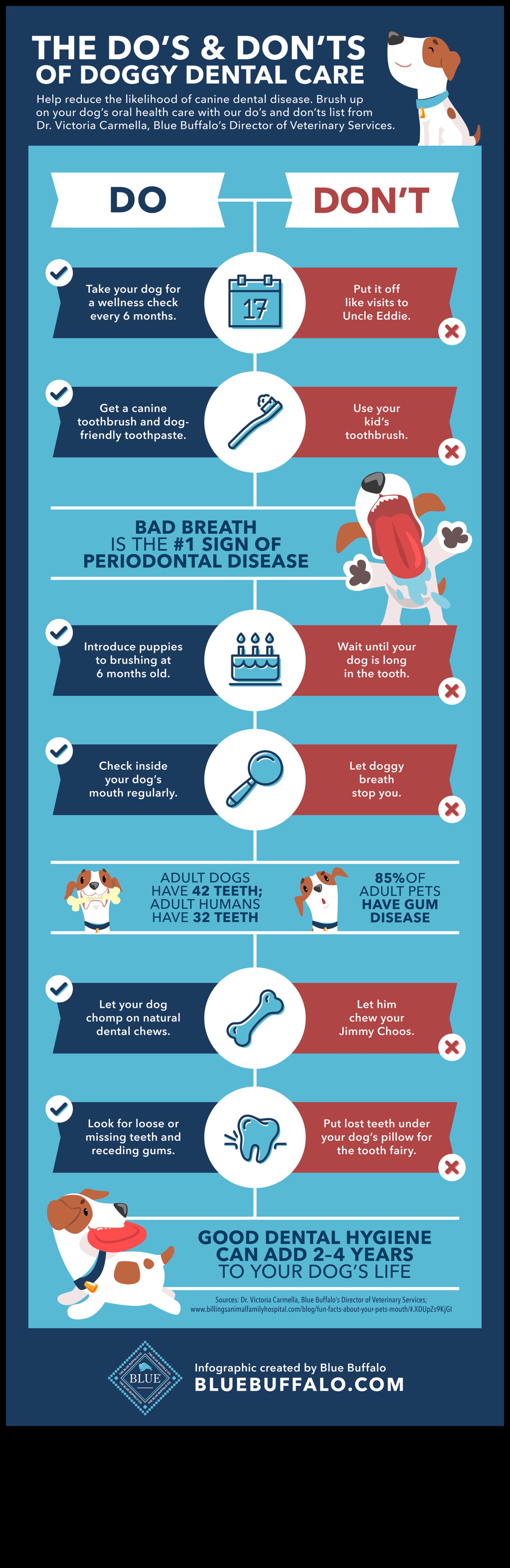 Doggy Dental Care: Maintaining Your Dog's Oral Health