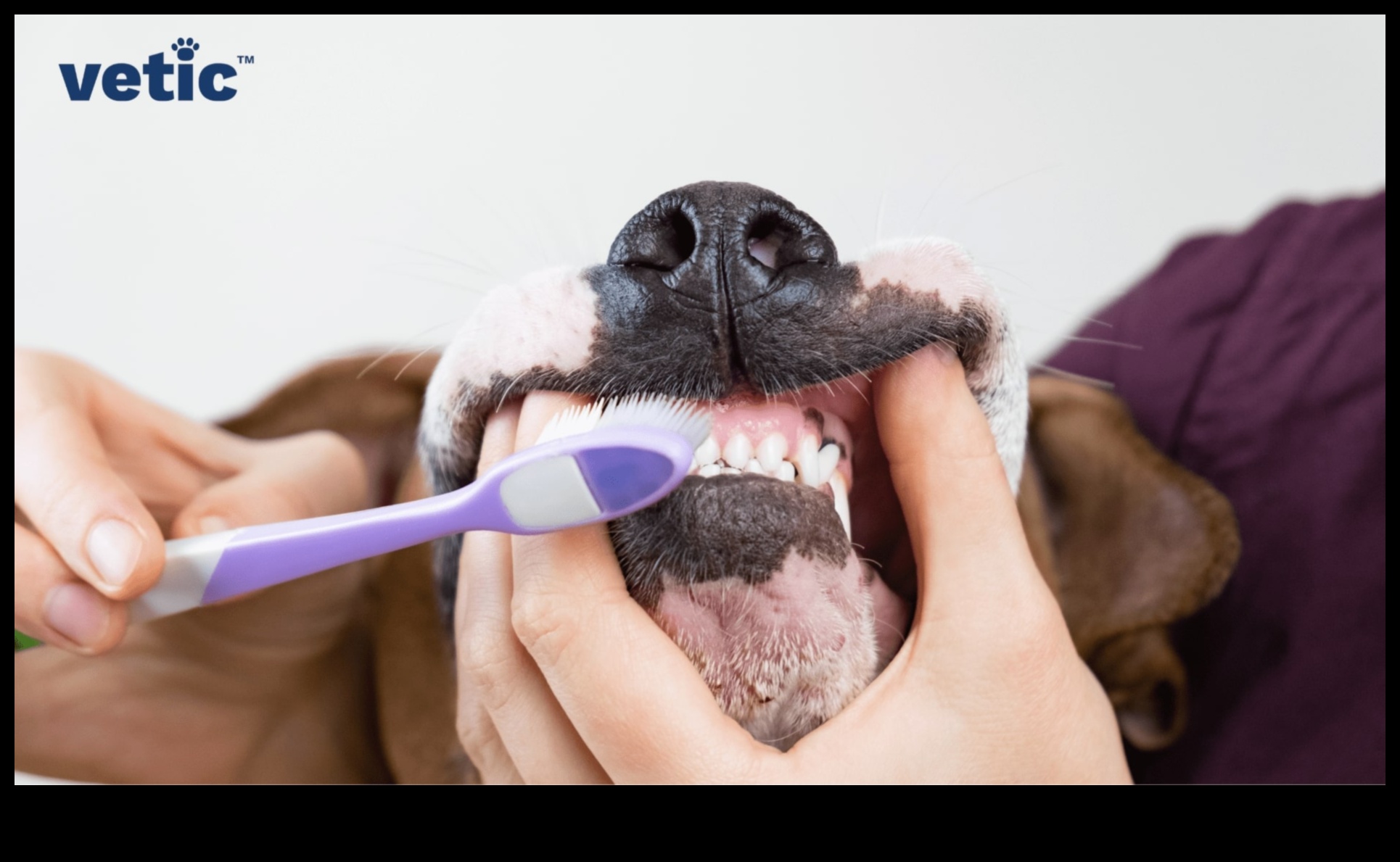 Doggy Dental Care: Maintaining Your Dog's Oral Health