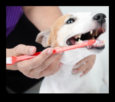 Doggy Dental Care: Maintaining Your Dog's Oral Health