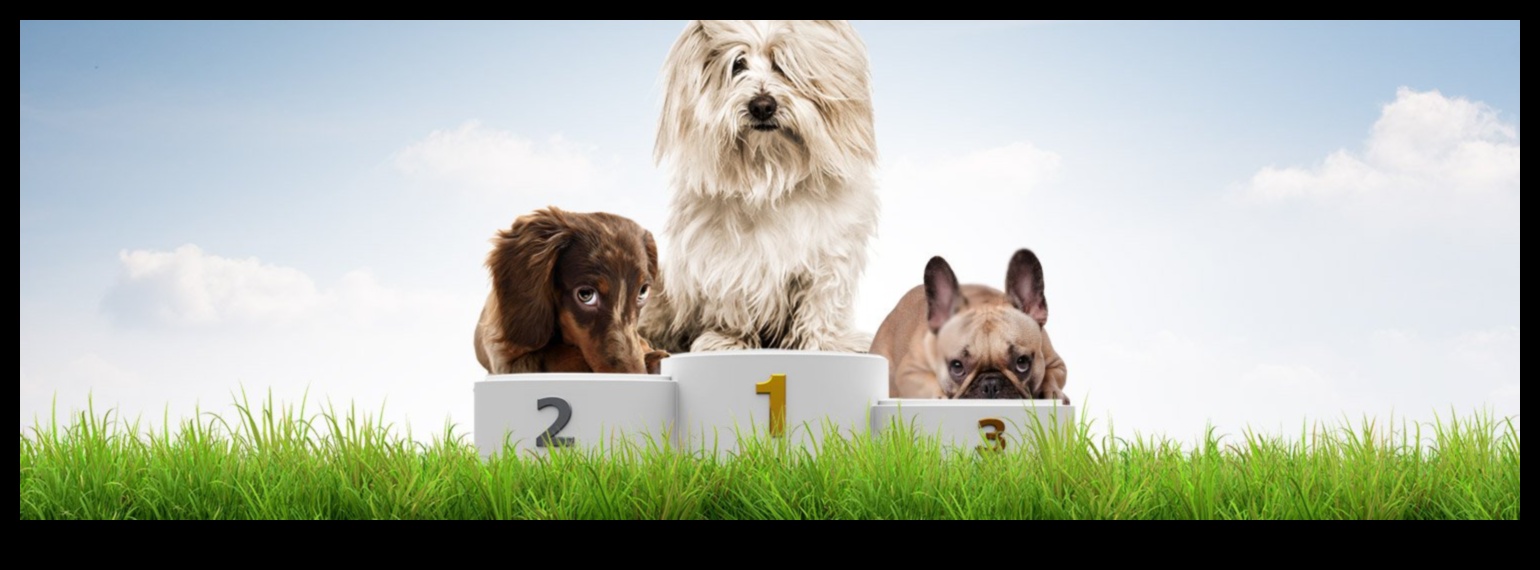 Doggy Derby: Racing Fun for Energetic Pups