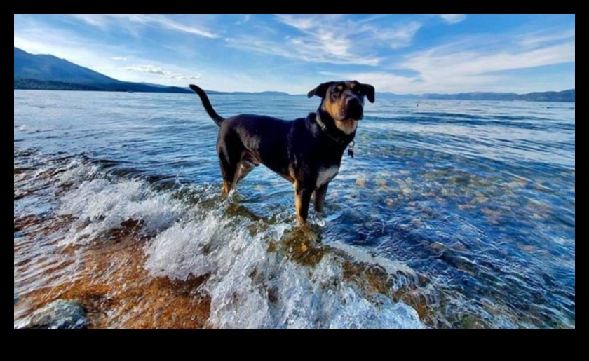 Doggy Destinations: Planning the Perfect Pet-Friendly Getaway