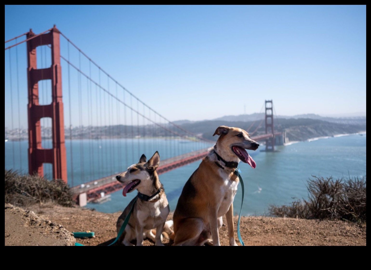 Doggy Destinations: Planning the Perfect Pet-Friendly Getaway