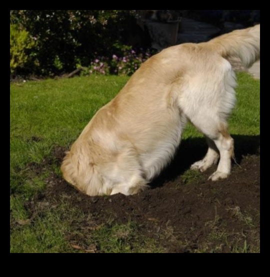 Doggy Digging Day: Creating a Digging Pit for Canine Fun