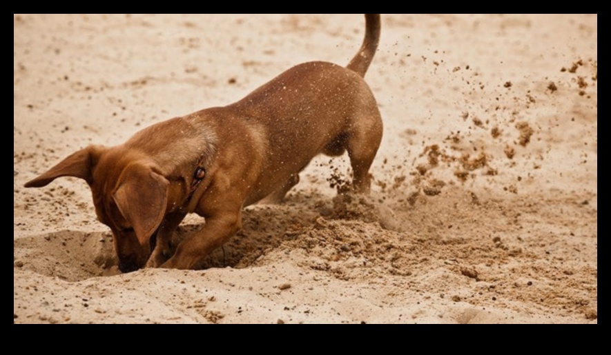 Doggy Digging Day: Creating a Digging Pit for Canine Fun