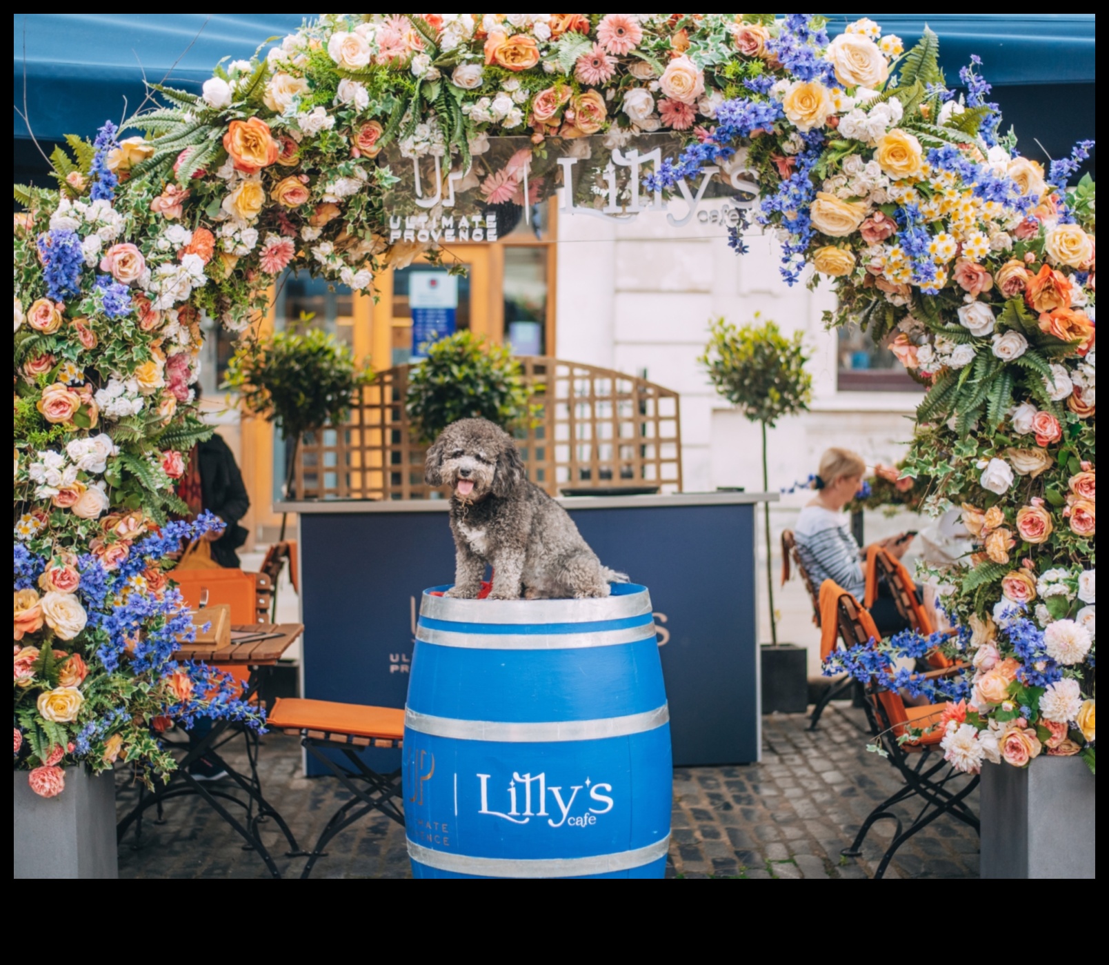 Doggy Dining: Creating a Canine-Friendly Mealtime Experience