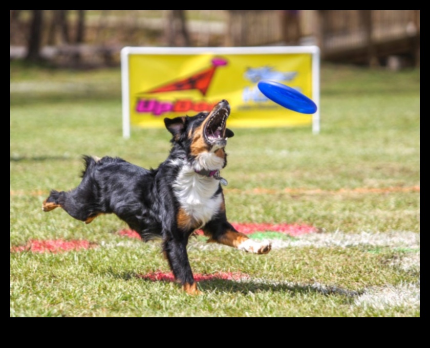Doggy Disc Dash Continued: Incorporating Frisbee Challenges