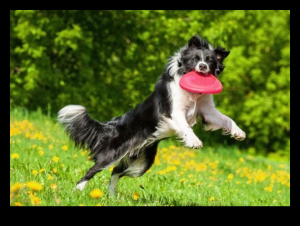 Doggy Disc Dash: Playing Frisbee with Energetic Dogs