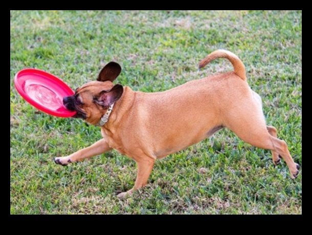 Doggy Disc Dash: Playing Frisbee with Energetic Dogs