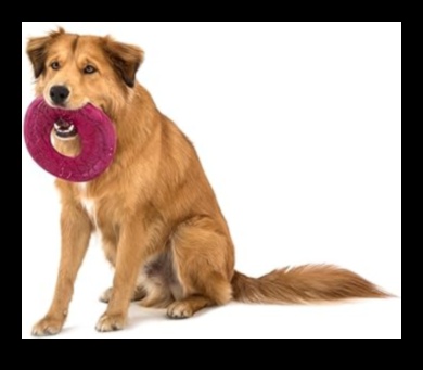 Doggy Disc Dash: Playing Frisbee with Energetic Dogs