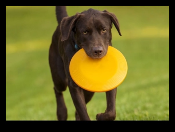 Doggy Disc Dash: Playing Frisbee with Energetic Dogs