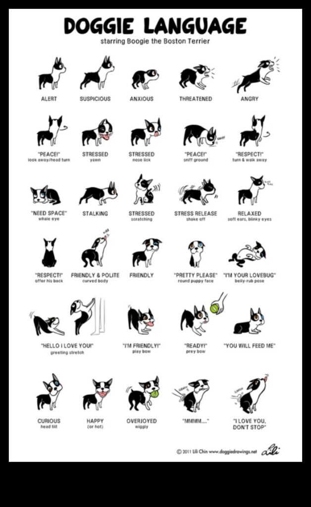 Doggy Discourse Understanding Dog Body Language 1