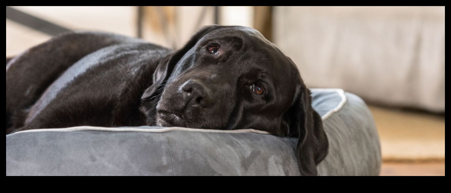 Doggy Dreams: Understanding Canine Sleep Patterns