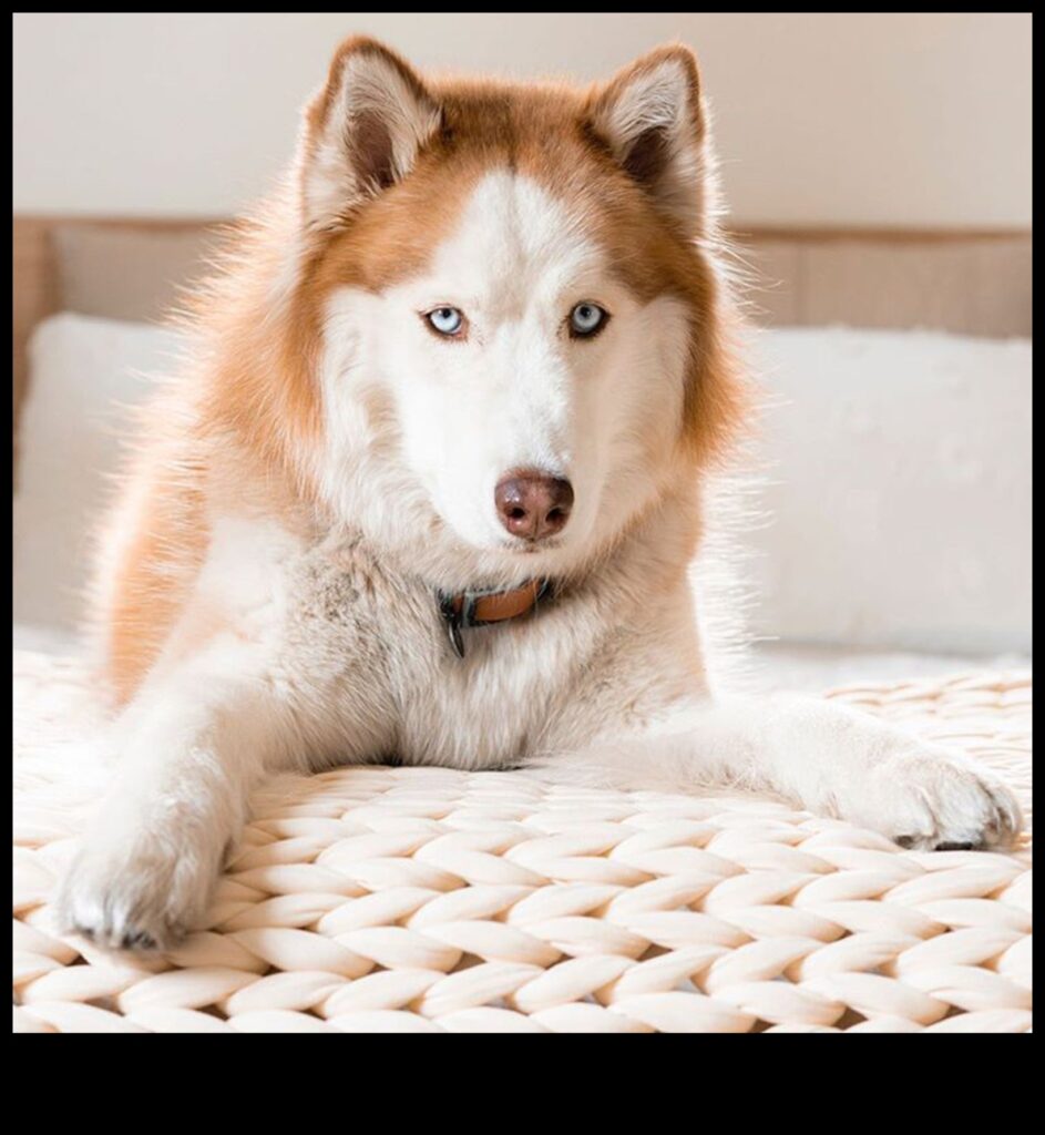 Doggy Dreams Unveiling the Secrets of Canine Sleep Patterns 1