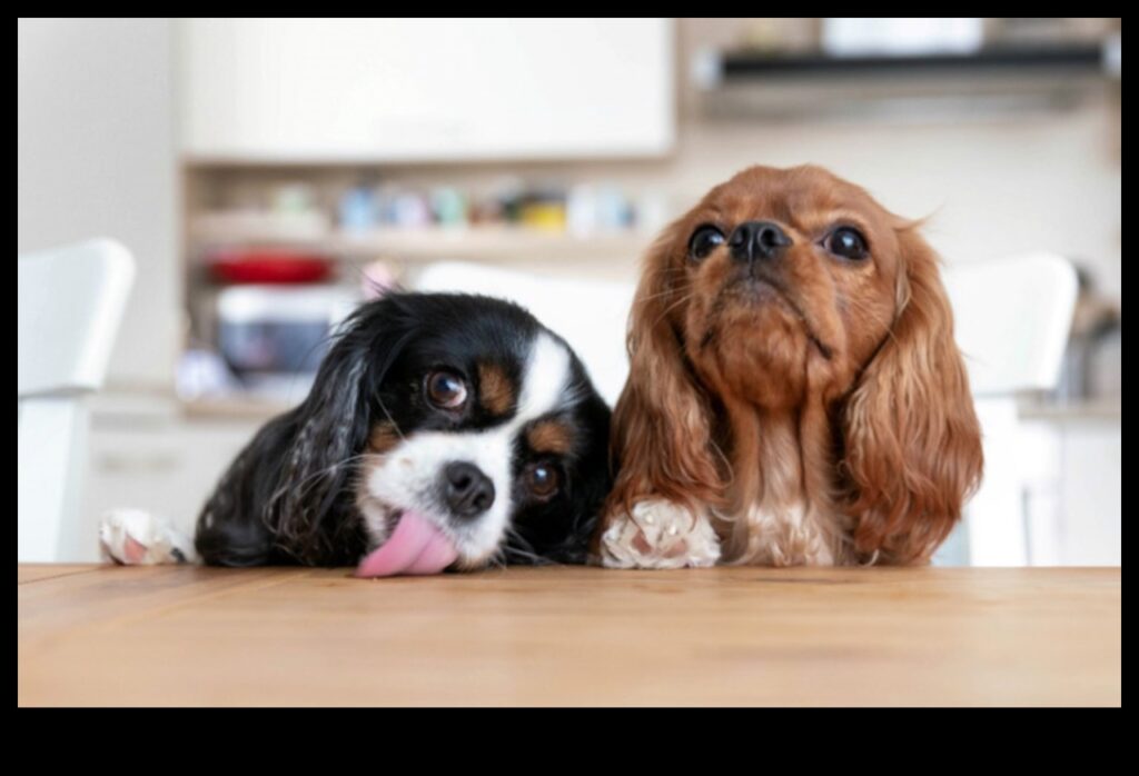 Dynamic Duo Understanding and Nurturing Your Bond with Your Dog 1