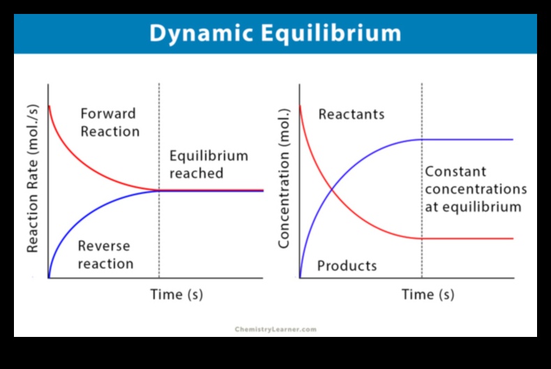 Dynamic Equilibrium: Elevating Your Fitness with Stability Workouts