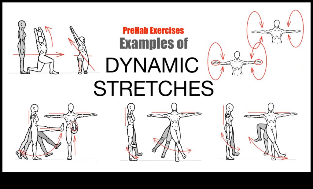 Dynamic Stretching A Guide to the Art of Effective Stretching 1