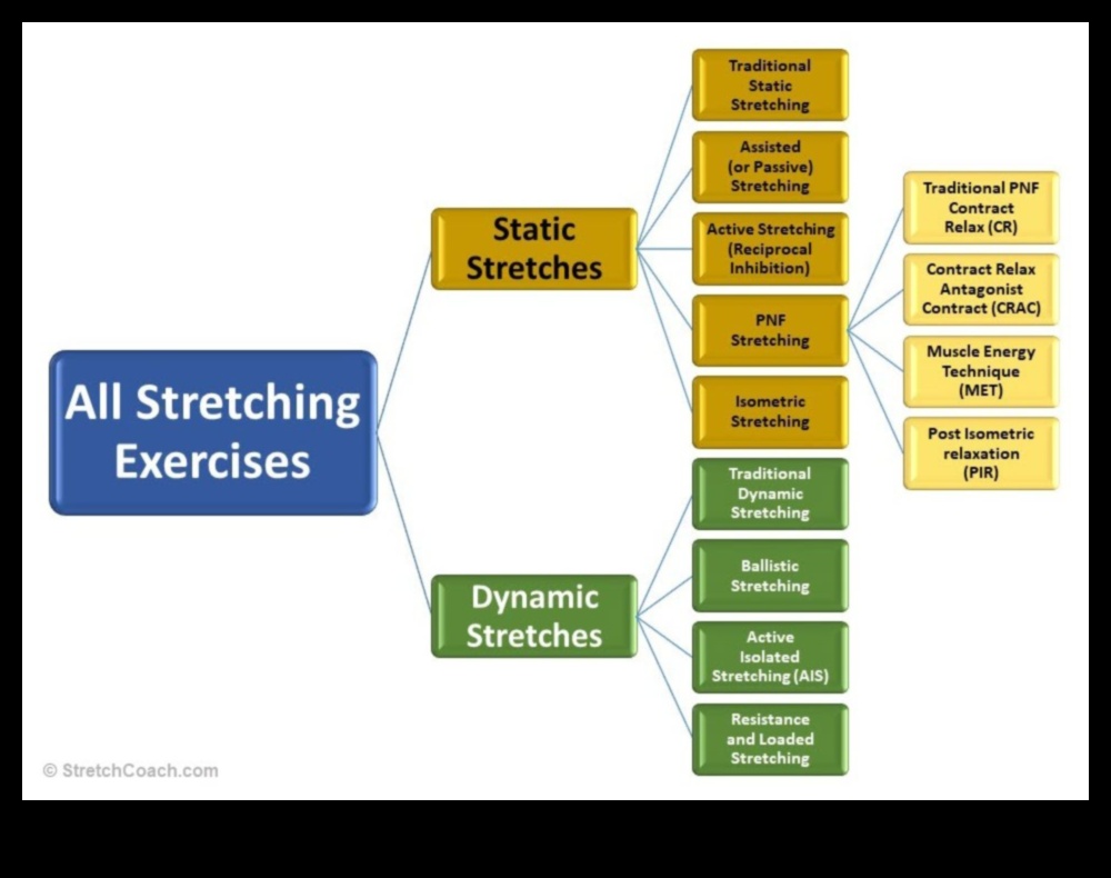 Dynamic Stretching A Guide to the Different Types and Their Benefits 1