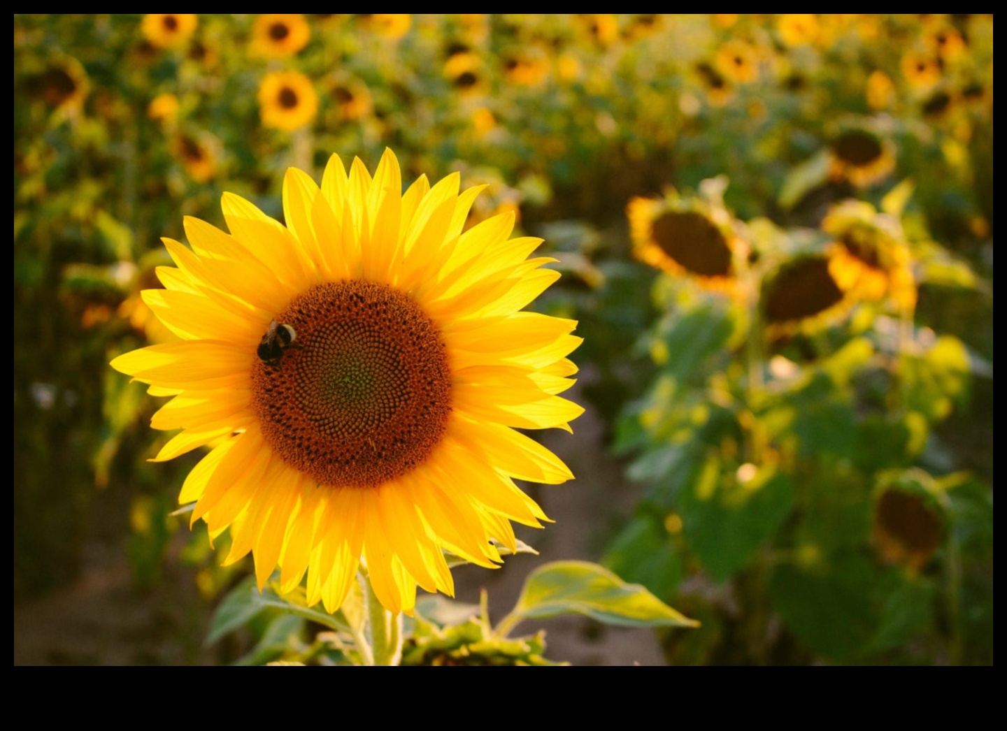 Ephemeral Elegance: The Fleeting Beauty of Sightseeing