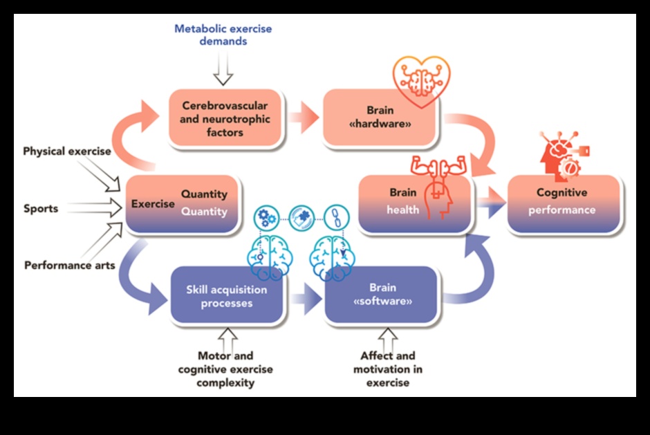 Exercise and Education: How Physical Activity Enhances Learning