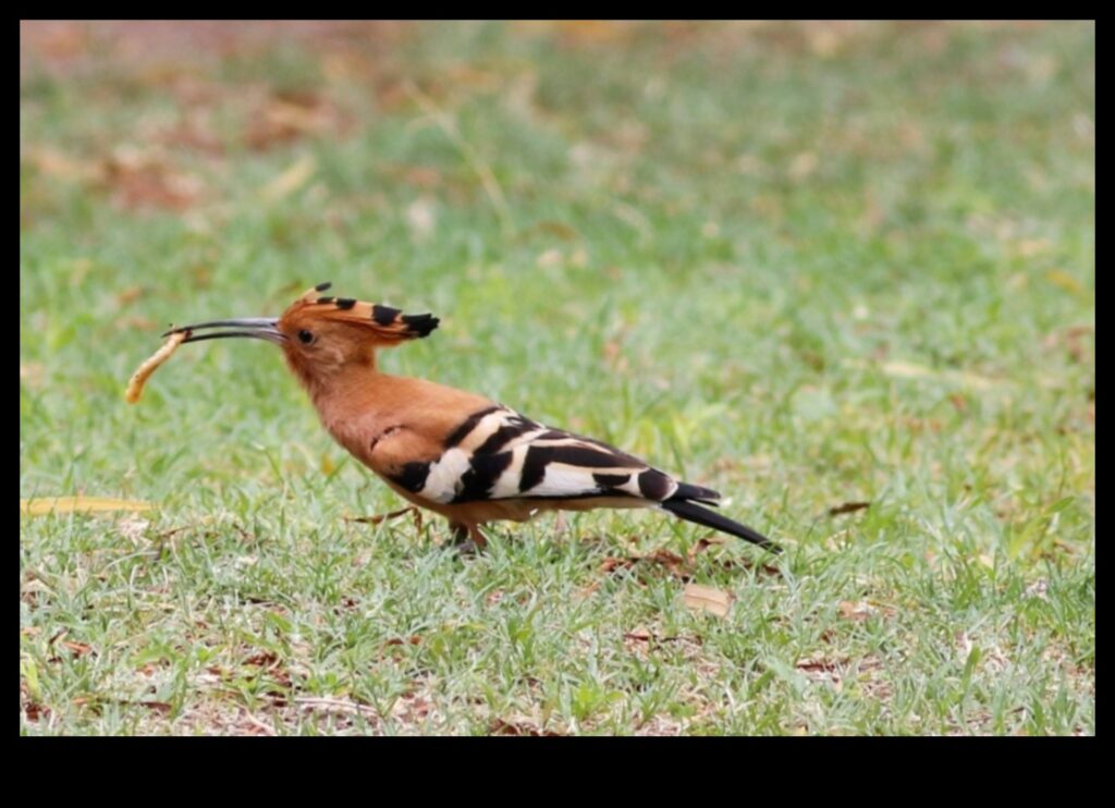 Exploring the Role of Birds in Environmental Conservation and Sustainability 1