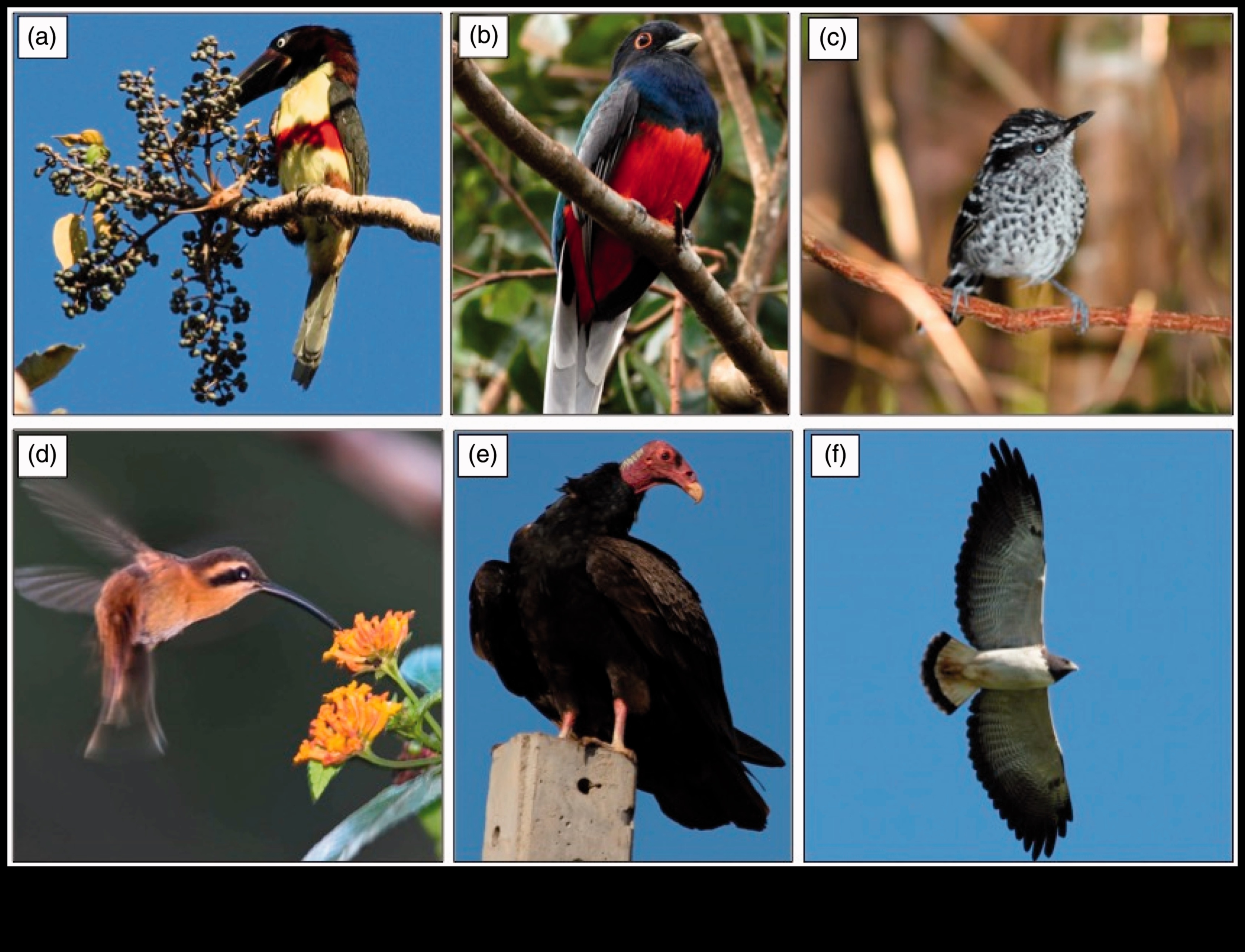 Exploring the Role of Birds in Environmental Conservation and Sustainability